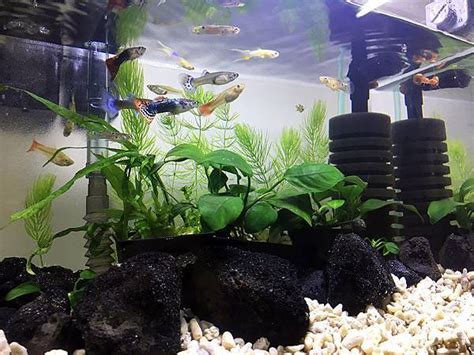 室內養魚|養魚新手入門：水族箱設缸完全教學！